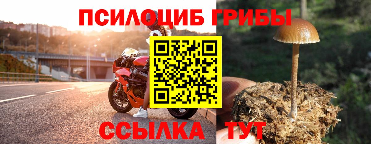 Псилоцибиновые грибы Psilocybe Великие Луки
